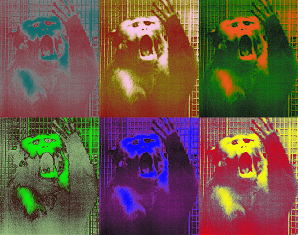 Monkey